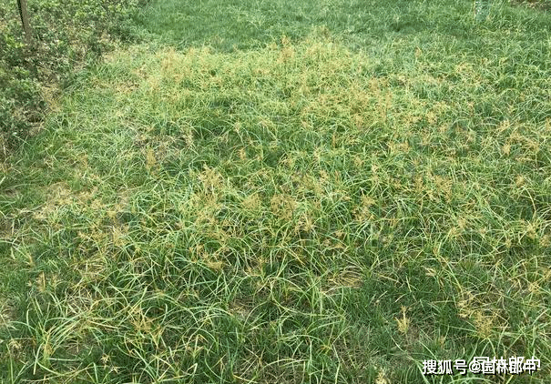 麦冬草这种植物作为中草药种植时,可以使用除草剂吗?