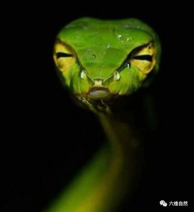 原创一种总是眯着眼的蛇,瘦蛇看似睡不醒样子,却拥有蛇类极佳的视力
