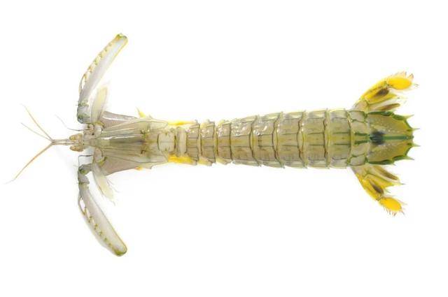 中国捕捞量第一的甲壳类水产竟是被晒干做成虾皮的毛虾