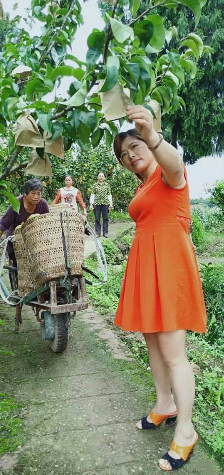 家乡父老|再不去就没有了!南充嘉陵龙蟠那边的红瓦房翠冠梨!