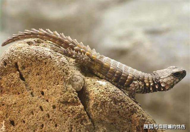 原创世界上最像龙的动物,全身长满鳞甲,遇到天敌就用嘴咬住尾巴