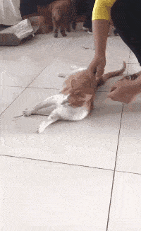 原创搞笑gif:刚给女友买的项链,不知道她为啥会生气