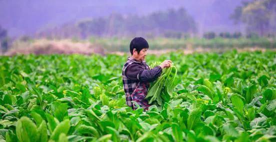 连州菜心农业产业园有何魅力,引来城市居民纷纷投资?