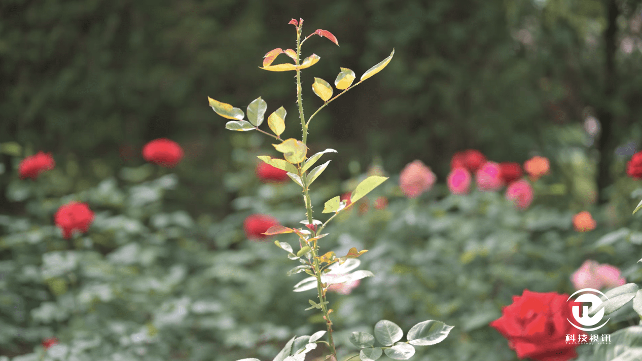 人心|轻巧专微，高画质触动人心！韦苡珊浅谈EOS RP