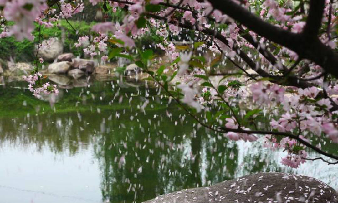 王勃在这首《落花落》中,道尽了人生的无奈和委屈,生命终将凋谢_手机