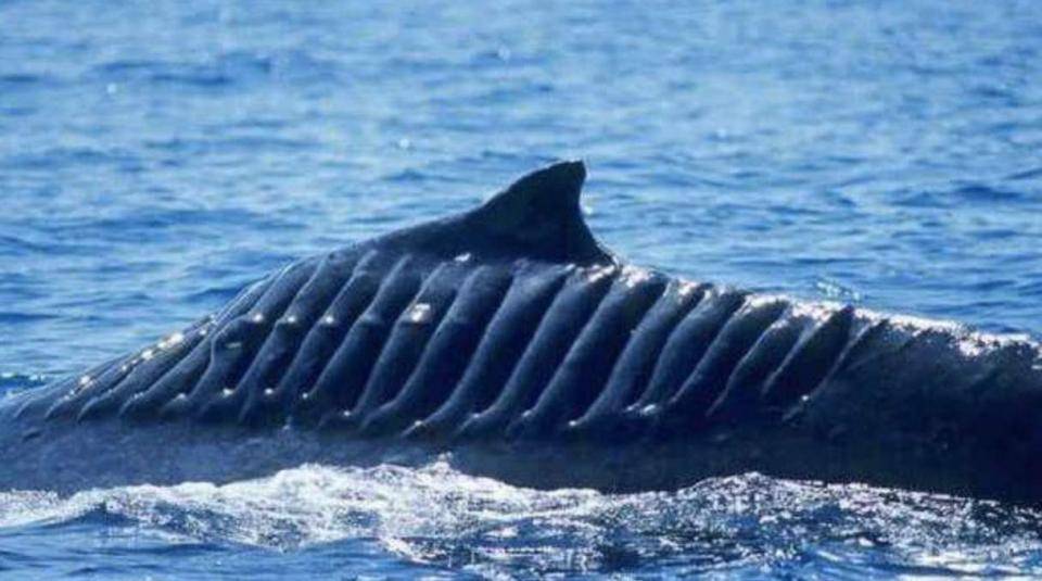 鲨鱼夹的危害有多可怕 5d0067bfc0be43a09d30058b7ca3645e.jpeg