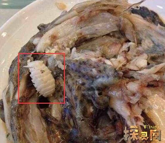 真实存在的外星寄生虫，蚕食鱼舌的恐怖吸血怪