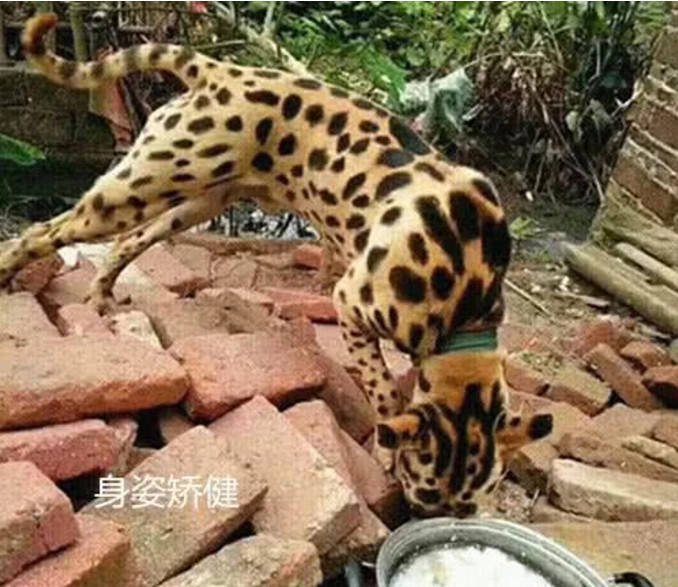 原创大爷花5千元买只豹纹犬,原以为捡了便宜,兽医的话却让他心凉凉