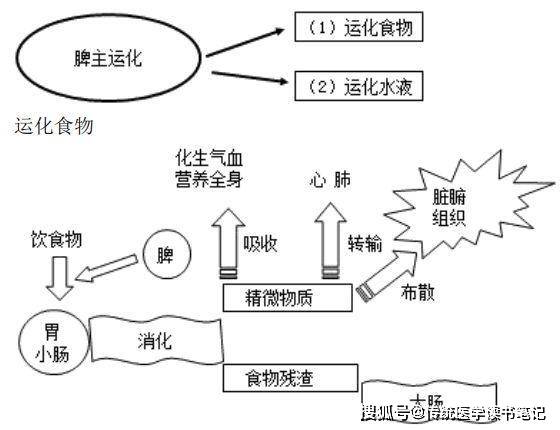 运化食物运化水液又称运化水湿,是指脾对水液代谢的调节作用.