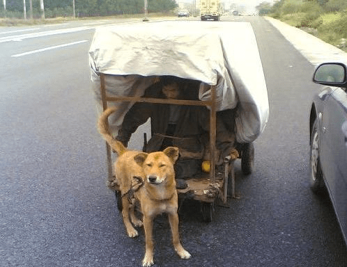 狗为啥会对主人忠心 e18d58737ccb453a955ff450d61b64ea.png