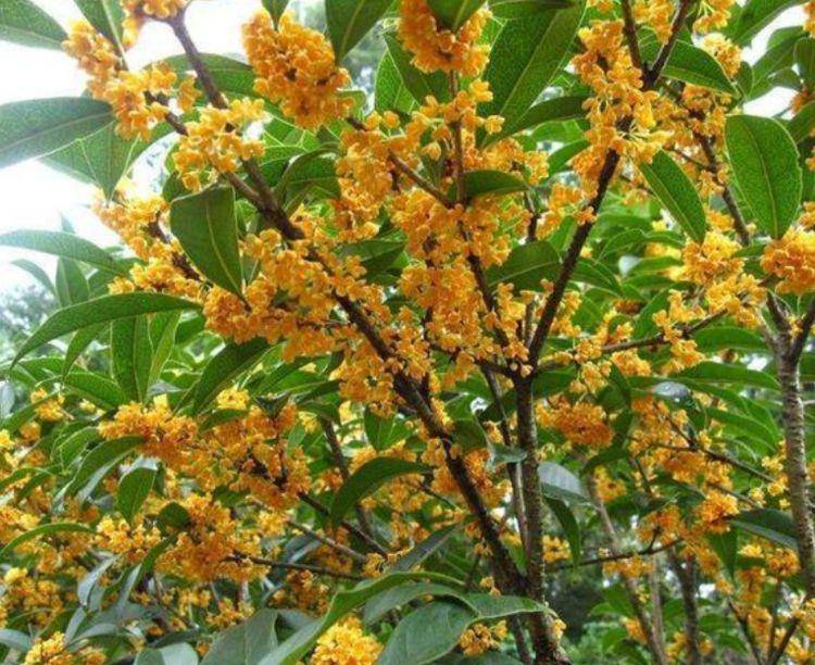 庭院适合种什么品种桂花 02287beebfb74b7485138dd0daabadc3.jpeg