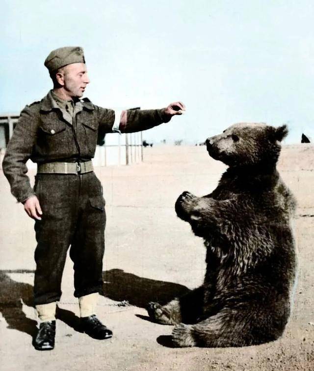 二战时波兰军队养了头熊,平时跟士兵抽烟喝酒,主要工作是搬炸弹