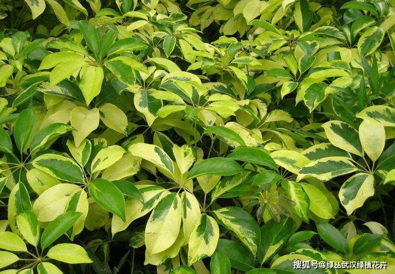 南方适合种什么中草药材 d43c3b003ab645b0bc0a0ab05ca39964.png