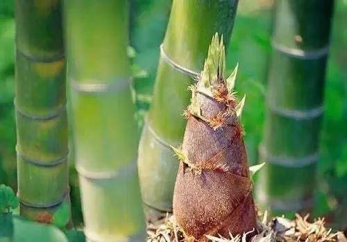 常吃竹笋对身体好不好