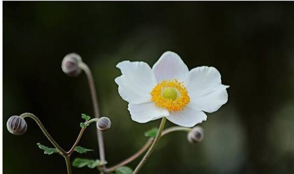 原创1种"野棉花"地里常见,开花呈紫色,花朵毛茸茸,让人耳目一新