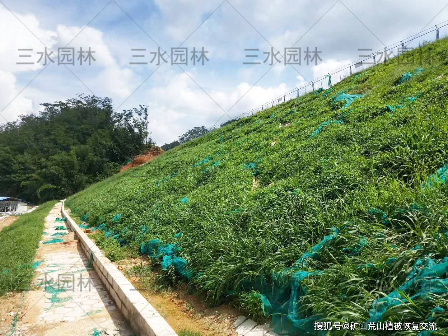 高速公路边坡绿化常播种哪些种子?抗干旱的种子有哪些