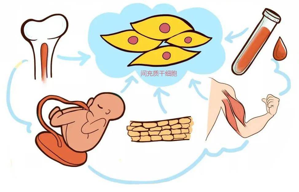 汉氏联合|胎盘,脐带源间充质干细胞为何备受瞩目?