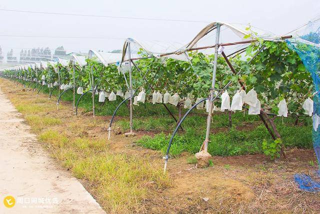 葡实庄园是中国中部有机葡萄种植基地