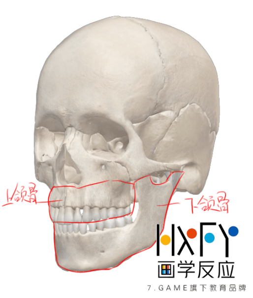 上颌骨和下颌骨(统称颌骨)是头颅下半部分的重要组成部分.