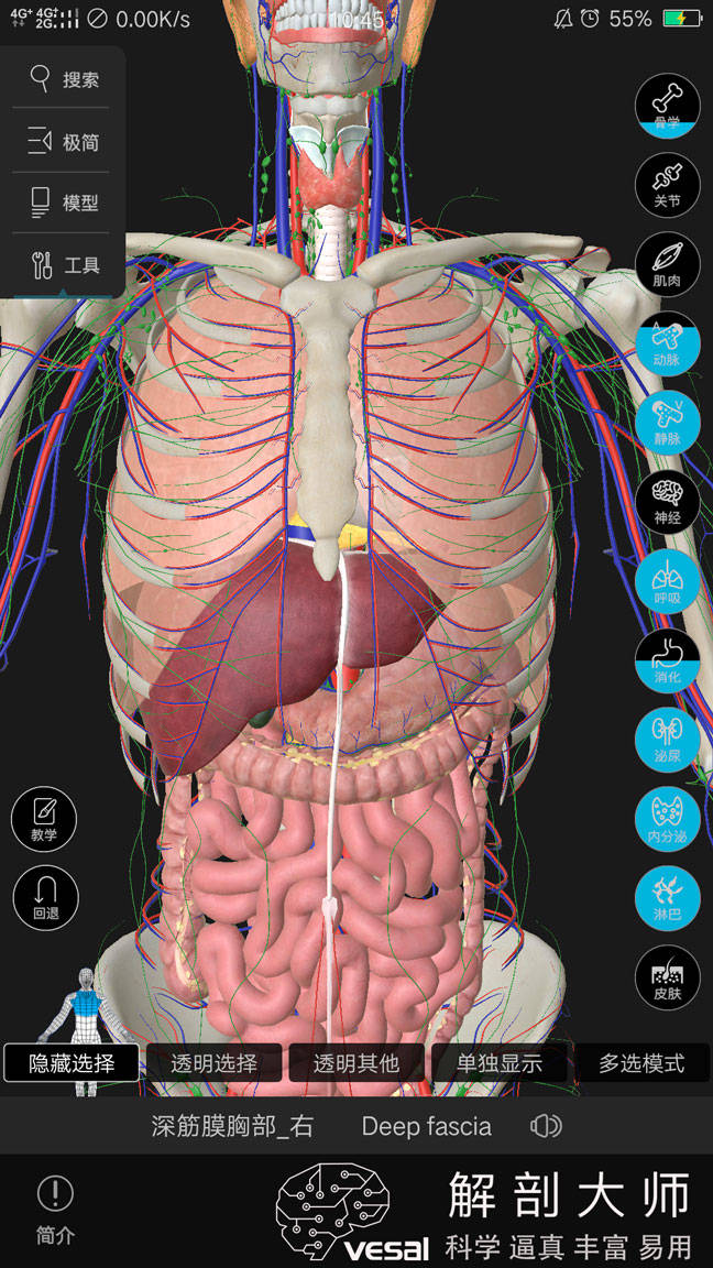 3d人体解剖图-高清的哦,希望对大家有帮助