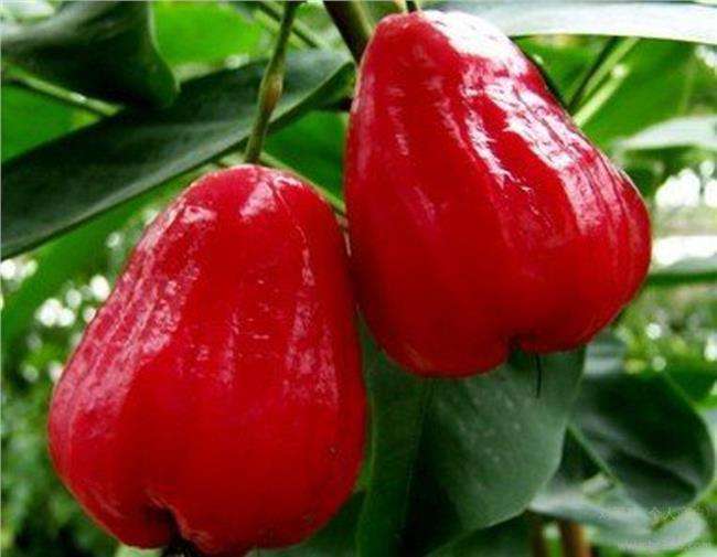 白酒|小知识：莲雾也能酿酒吗？