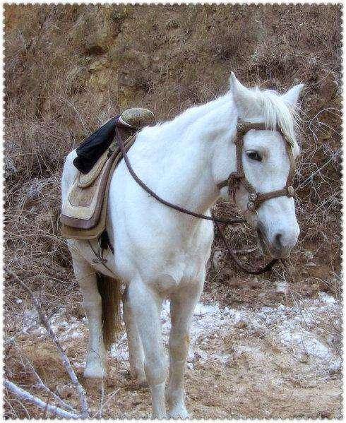 在苏州的时候,白龙马一脚踏空摔倒在地上,因为身上还有非常重的马鞍