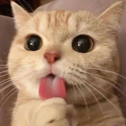 向太|向太邓文迪是亲姐妹吗？？身价百亿的豪门阔太们，竟然都长同一张脸...