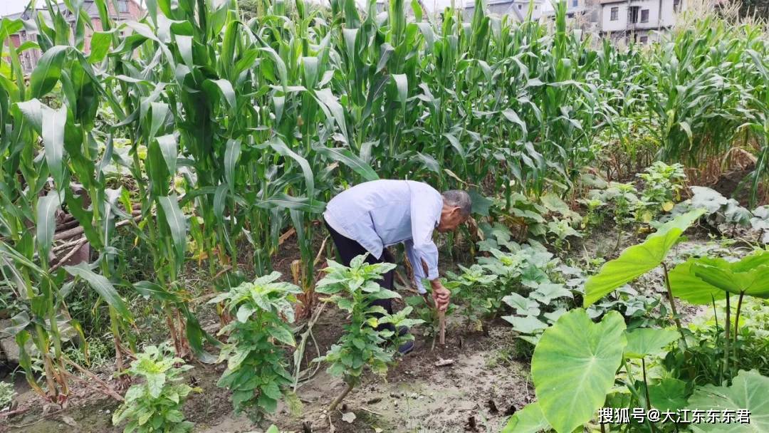 坦克兵|记忆血色 不忘英雄。河庄英雄老兵故事之高德山：技术精湛的坦克兵……