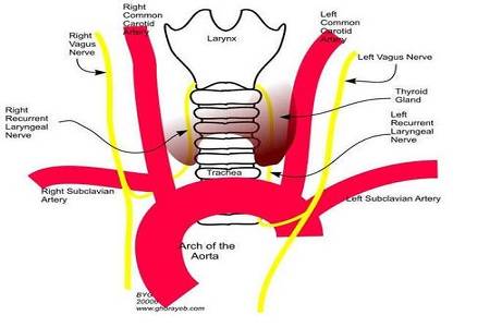 首大赵桂丽复杂甲状腺手术中喉返神经监测很重要