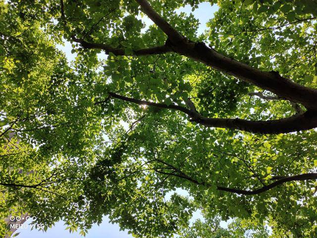 真香|魅族17测评：120Hz直屏，真香警告？