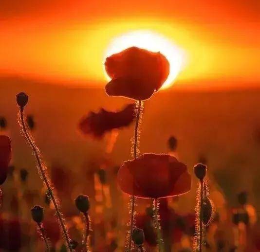 怎么才能让自己内心喜悦 d7b15901bf524e8eafb92e73a959986f.jpeg