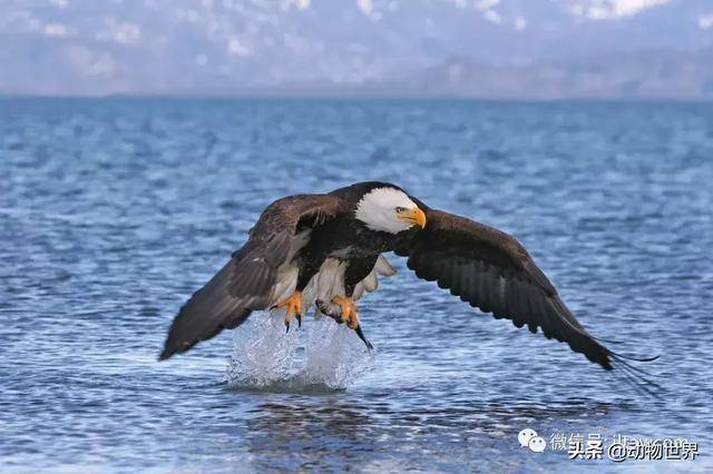 白头海雕为什么代表美国美国白头鹰的象征精神