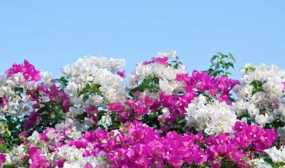 绿叶樱花三角梅是勤花品种吗 b8864c6592de4eb79f76b918a92c3cb8.jpeg
