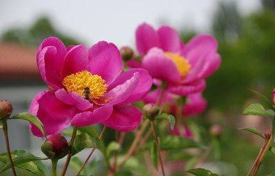 “植物形容什么生肖！