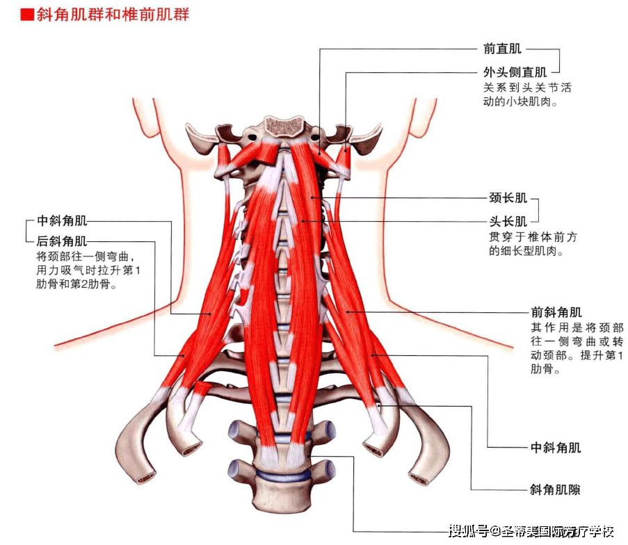 头颈部的肌肉解剖图naha国际芳疗师认证考试