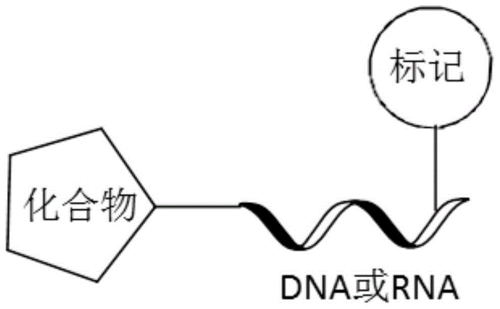 影响|乙肝开发新药关注点，年龄影响表面抗原，清除率和基线低水平挂钩