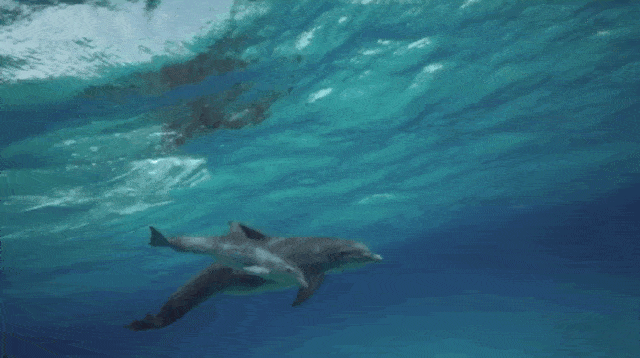 fb8dab9c0dbd4547840283e236f556ed.gif