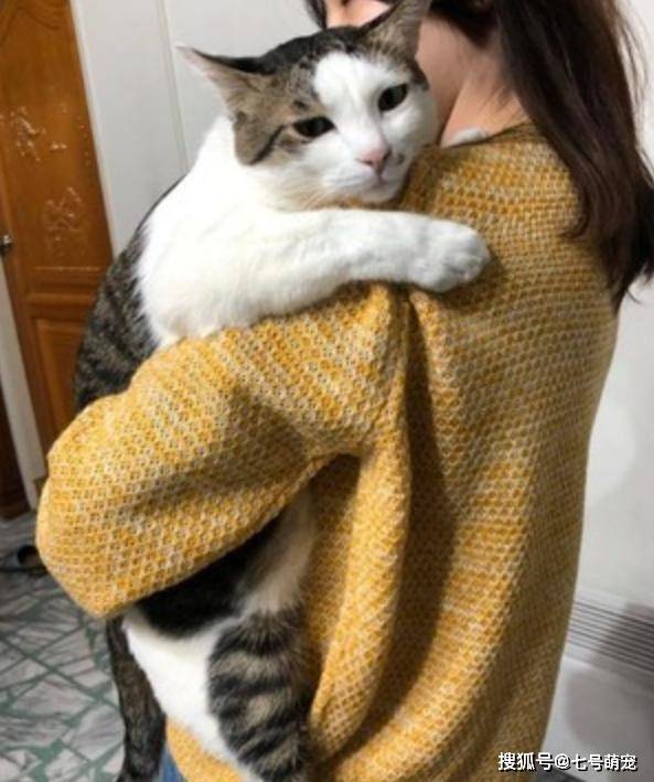 女子正在做饭,猫咪吵着要看,她单手抱起11kg肥猫煮饭,臂力惊人_女生