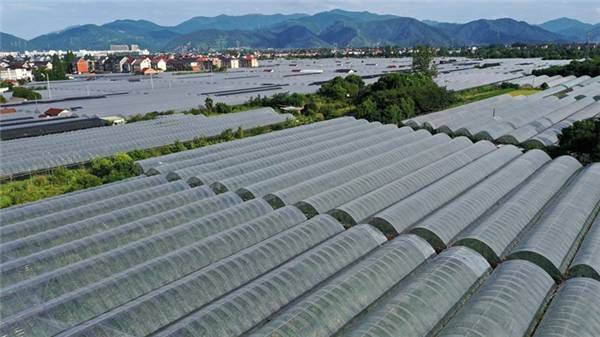 2020东洲葡萄文化旅游节开启|2020东洲葡萄文化旅游节开启 这个夏天特别推荐东洲“两天一晚”