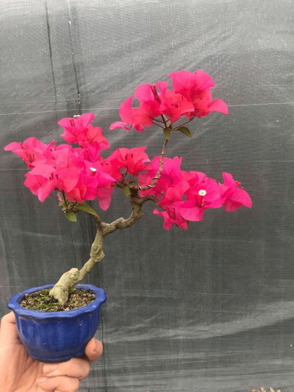 精品三角梅花卉 4faa3f0f093741e0a70c315966f1f2b3.png