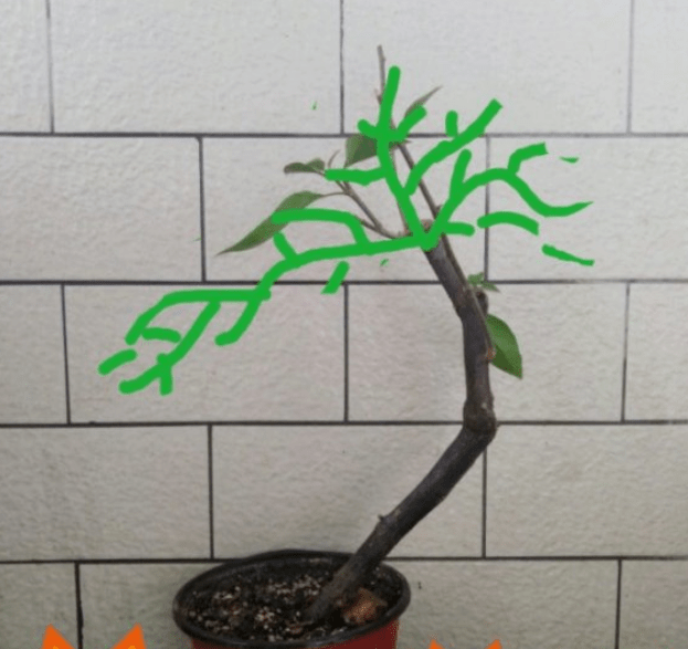 精品三角梅室内盆景 5abfed68df4f43e1b1493df0e85514b2.png