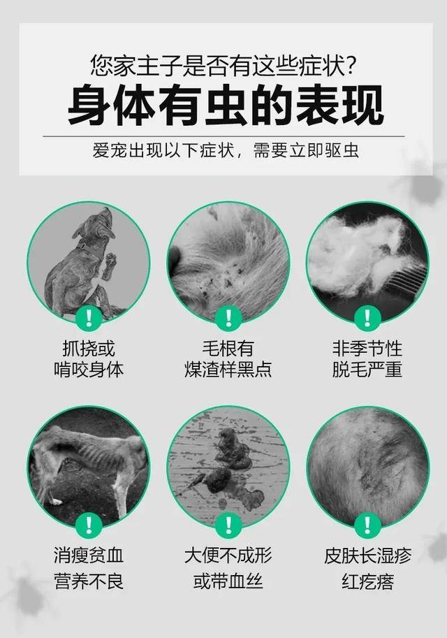 夏季犬猫寄生虫频发稍不注意成大祸小宠医师告诉你驱虫不可不知的3大