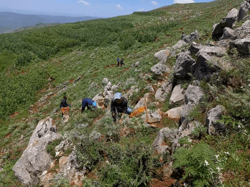 威宁县岔河镇雨季种树忙荒山披绿装