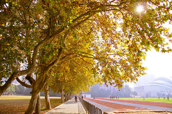 周成王|“一叶梧桐一报秋”古人为何看重梧桐？