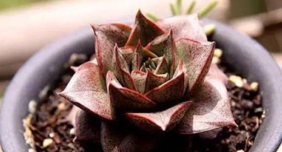 多肉怎样快速生根 bacd2264af384f89967e6ebc39c275be.jpeg