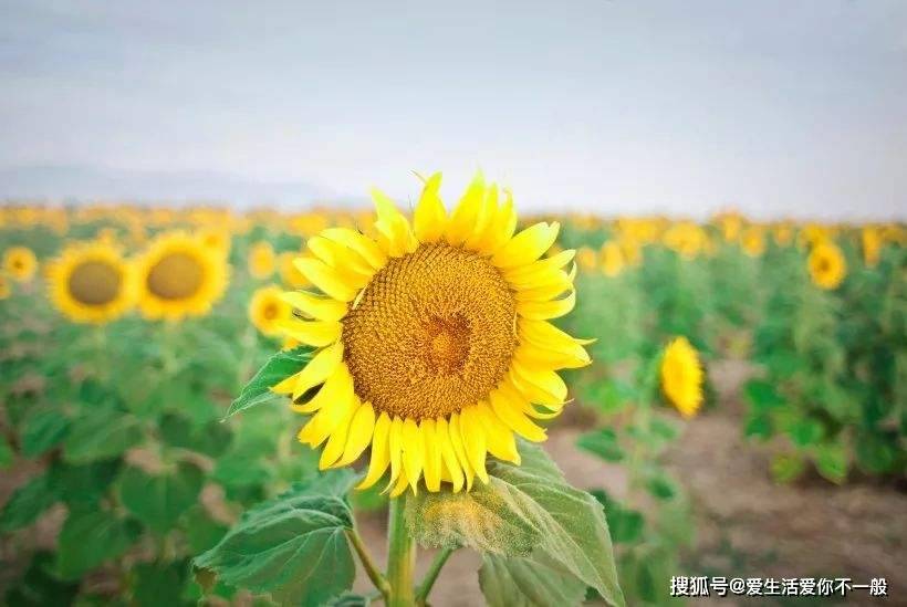 乐观的人就是乐观主义的人吗?