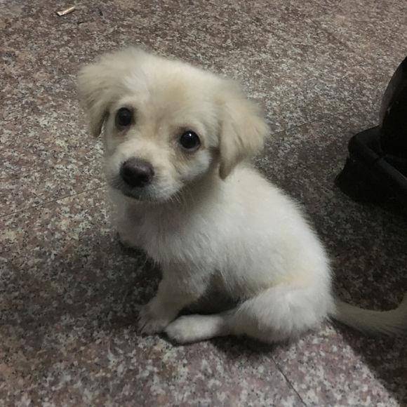 怎么搭建小狗窝 2d9681b380a6499ca5609ddd7c72e7d2.jpeg