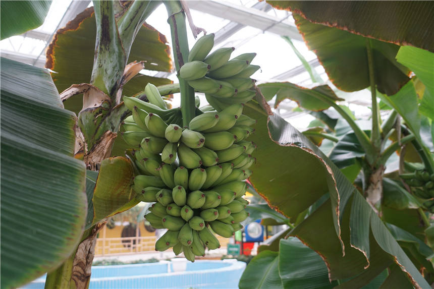 香蕉什么时候开花结果 34e9b3021b834eda8429b36b57b9c06e.jpeg