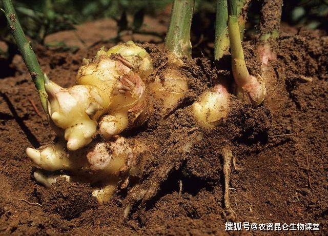 大姜追加肥料,以满足大姜对养分的需求,让刚生长出来的大姜植株更健壮
