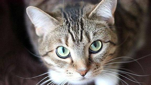 喵喵猫猫 912e5a4be887422c9bfeffa40b468271.jpeg